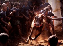 Jallikattu