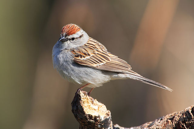 Sparrow