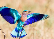 neelkanth-heaven-bird