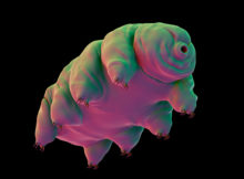 tardigrades