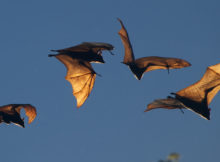 Nipah-Virus