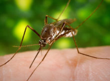 Mosquito Dengue Fever