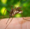 Mosquito Dengue Fever