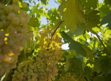soave