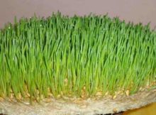 khetri-significance-navratri