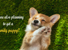 planning for a family puppy