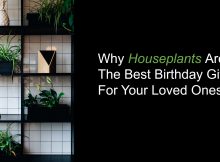 Why houseplants