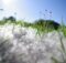5 Ways to Help Get Your Through Allergy Season (1) (2)