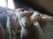 How to make wool