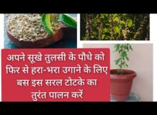 grow green your tulsi plant tips