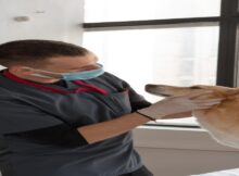 raise indoor happy cat