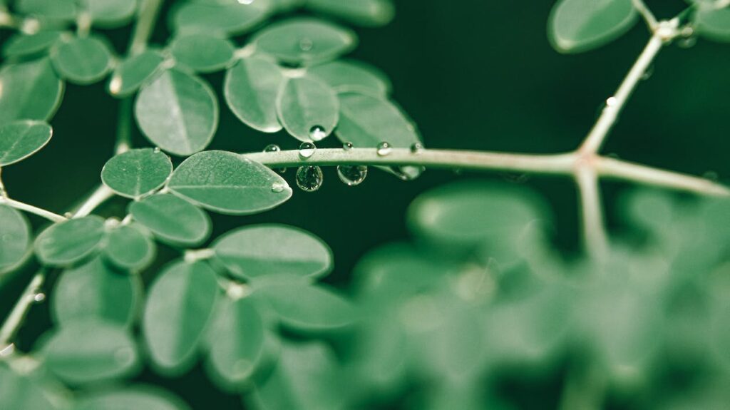 benefits of moringa leaves