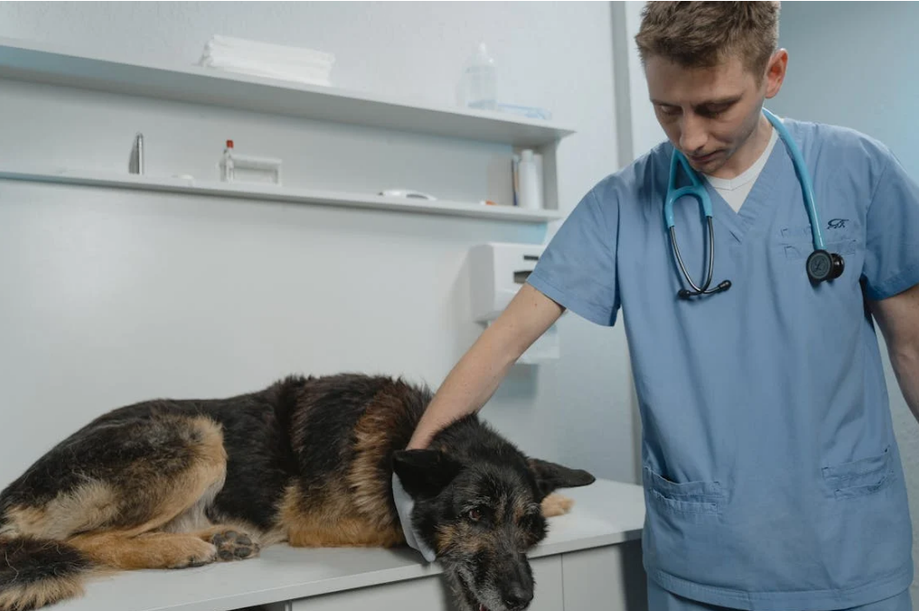 veterinarian-approved methods to administer pills to your cat or dog