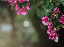 bougainvillea vastu benefits